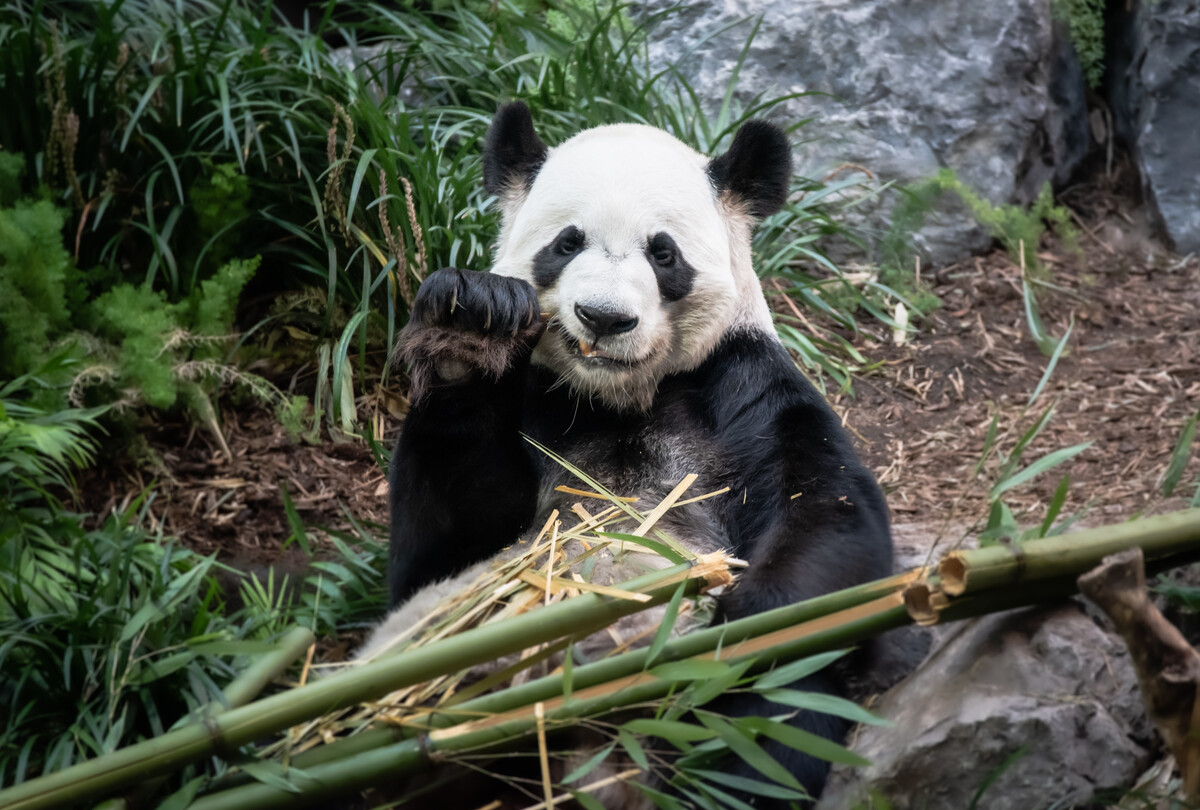 原标题:大熊猫生活,是它总结的生存智慧