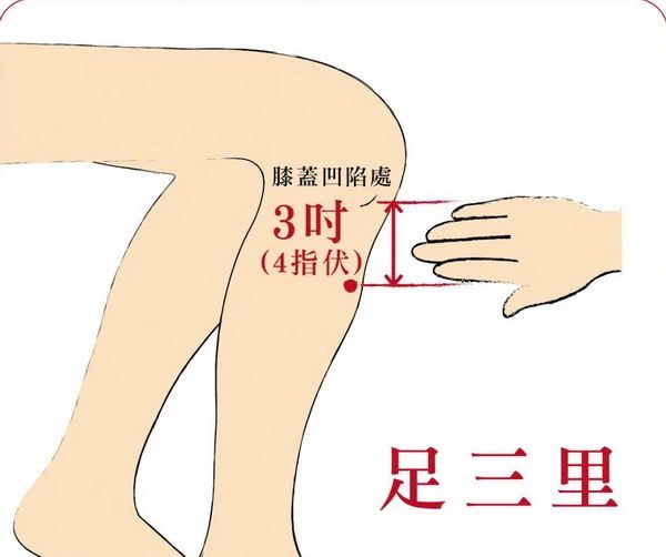 傳統中醫認為,按摩足三里有調節機體免疫力,增強抗病能力,調理脾胃,補