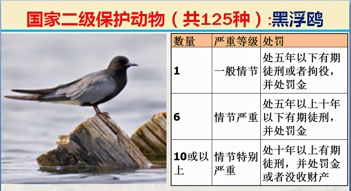 国家保护动物分几个等级（125类二级野生保护名录）