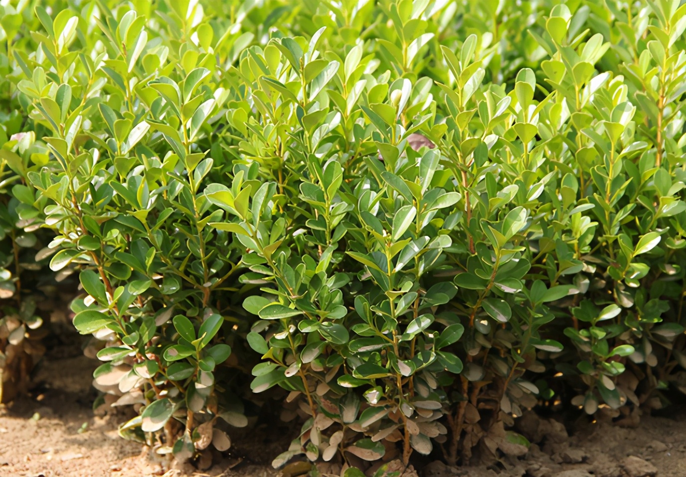 瓜子黄杨叶片呈棕褐色,不要傻傻以为患病,此时更应该关心根系