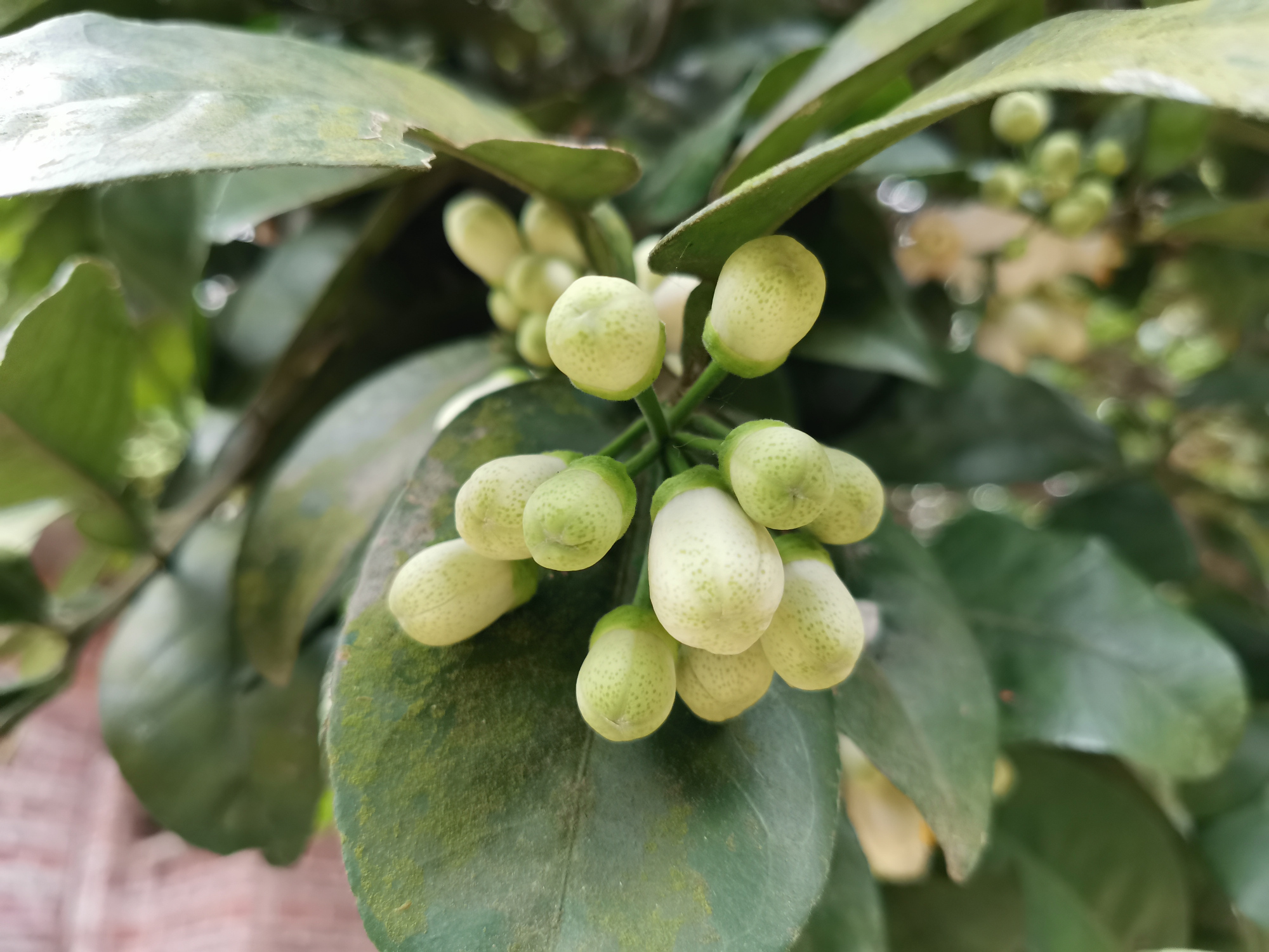 柚子树图片大全(柚子树四个阶段的修剪方法)