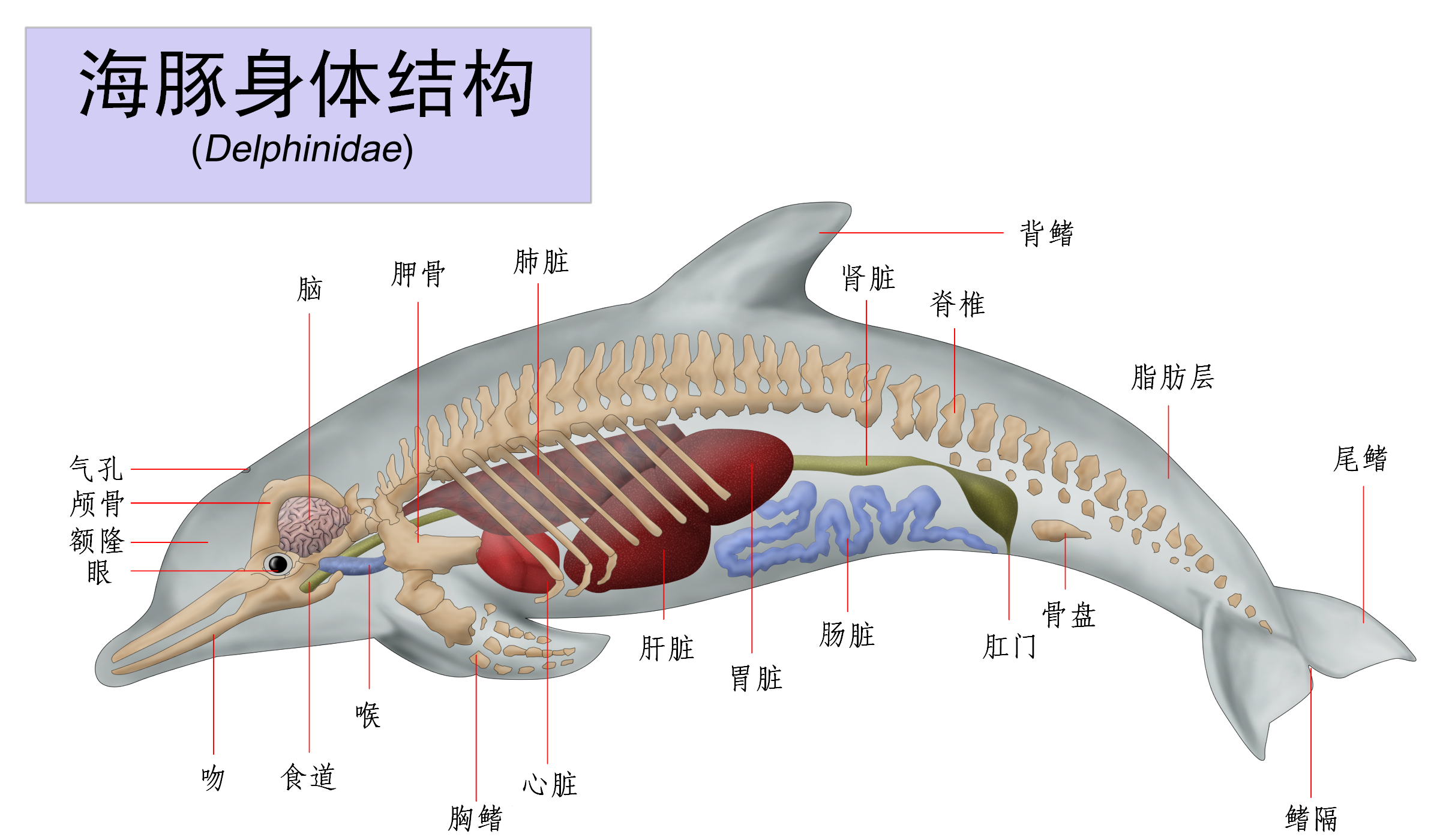 海豚生殖器官,