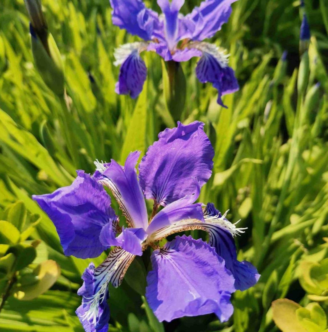 花草的图片大全（100种常见花图鉴一览表）