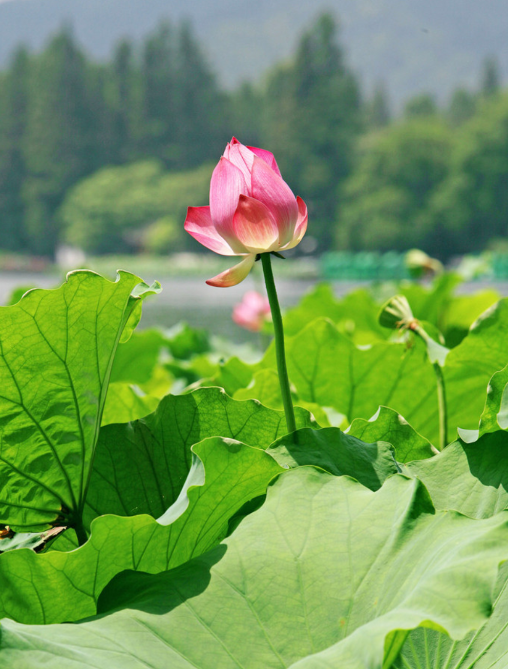 「诗词鉴赏」7月，阳光正好，​十首暑中的诗词，开启新的征程