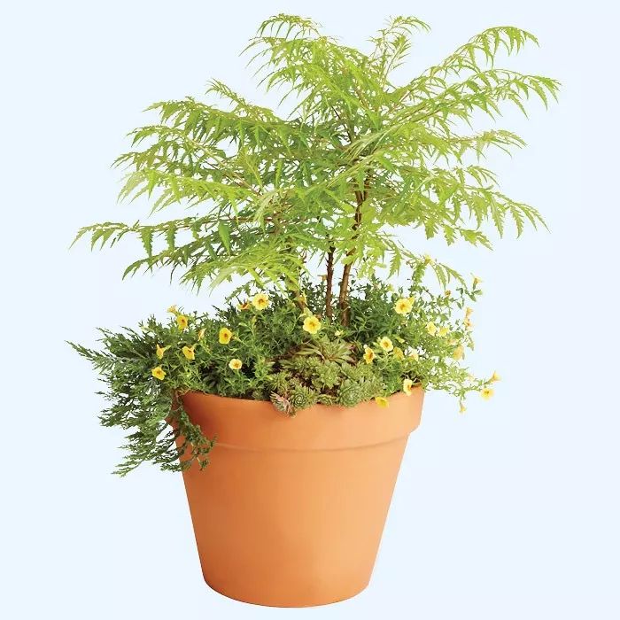 10个创意的组合盆栽,养一盆就能变成植物景观,阳台上也能养好