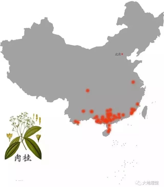 广西为什么被称为“八桂”大地？