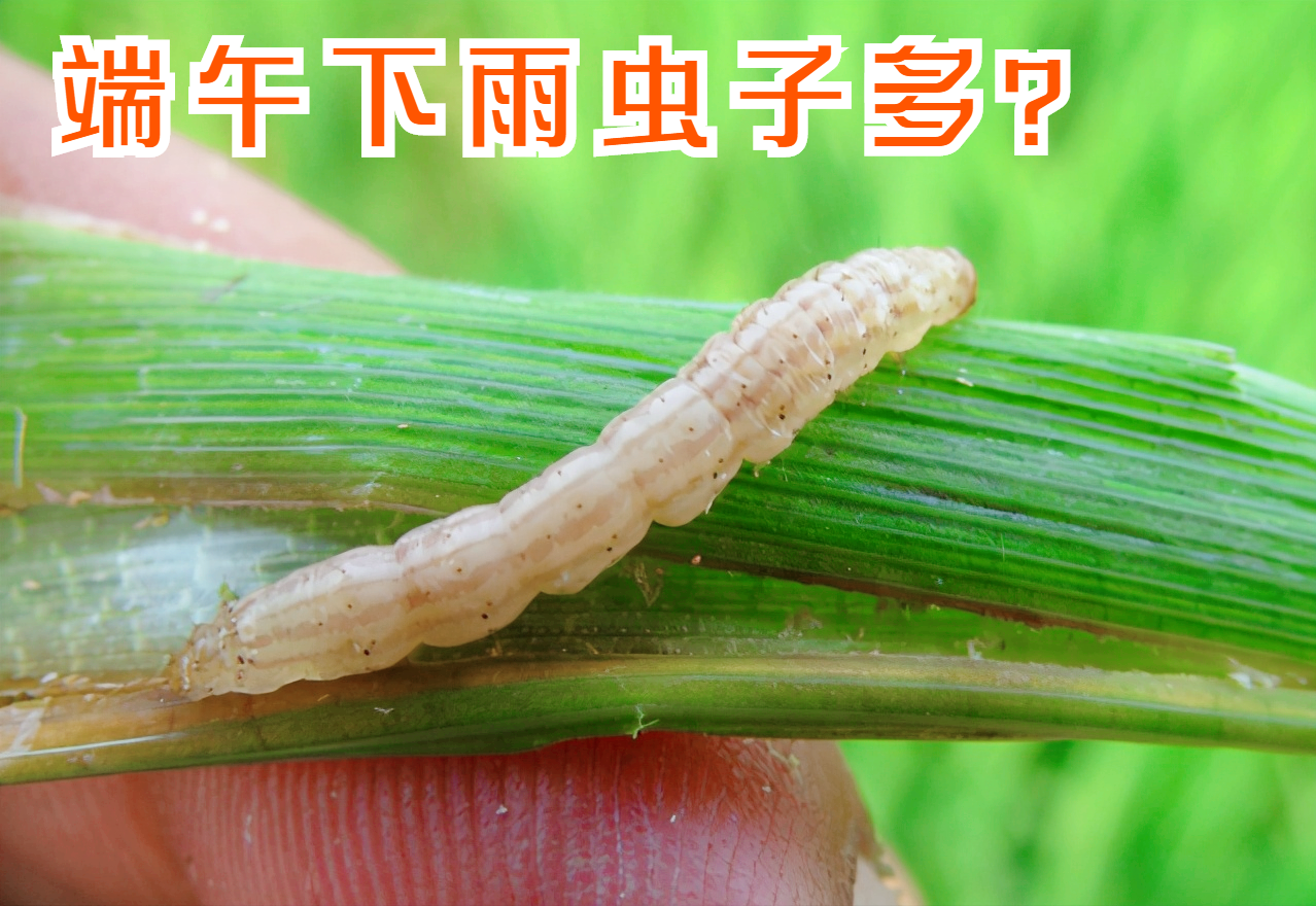 端午雨季滋生虫蚁需防患