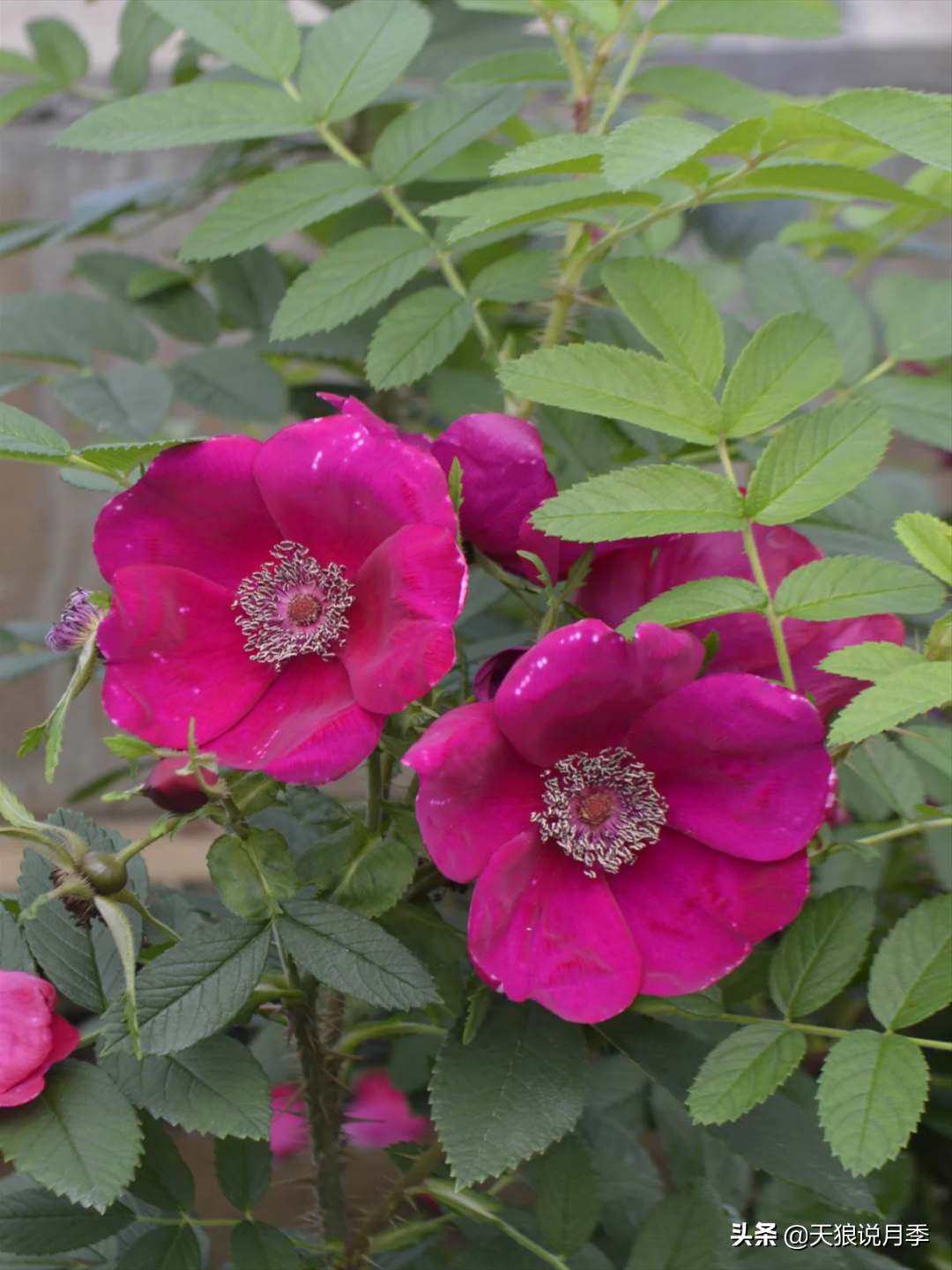 2020世界新品月季大赏，一起来看看都有哪些值得期待的新品种