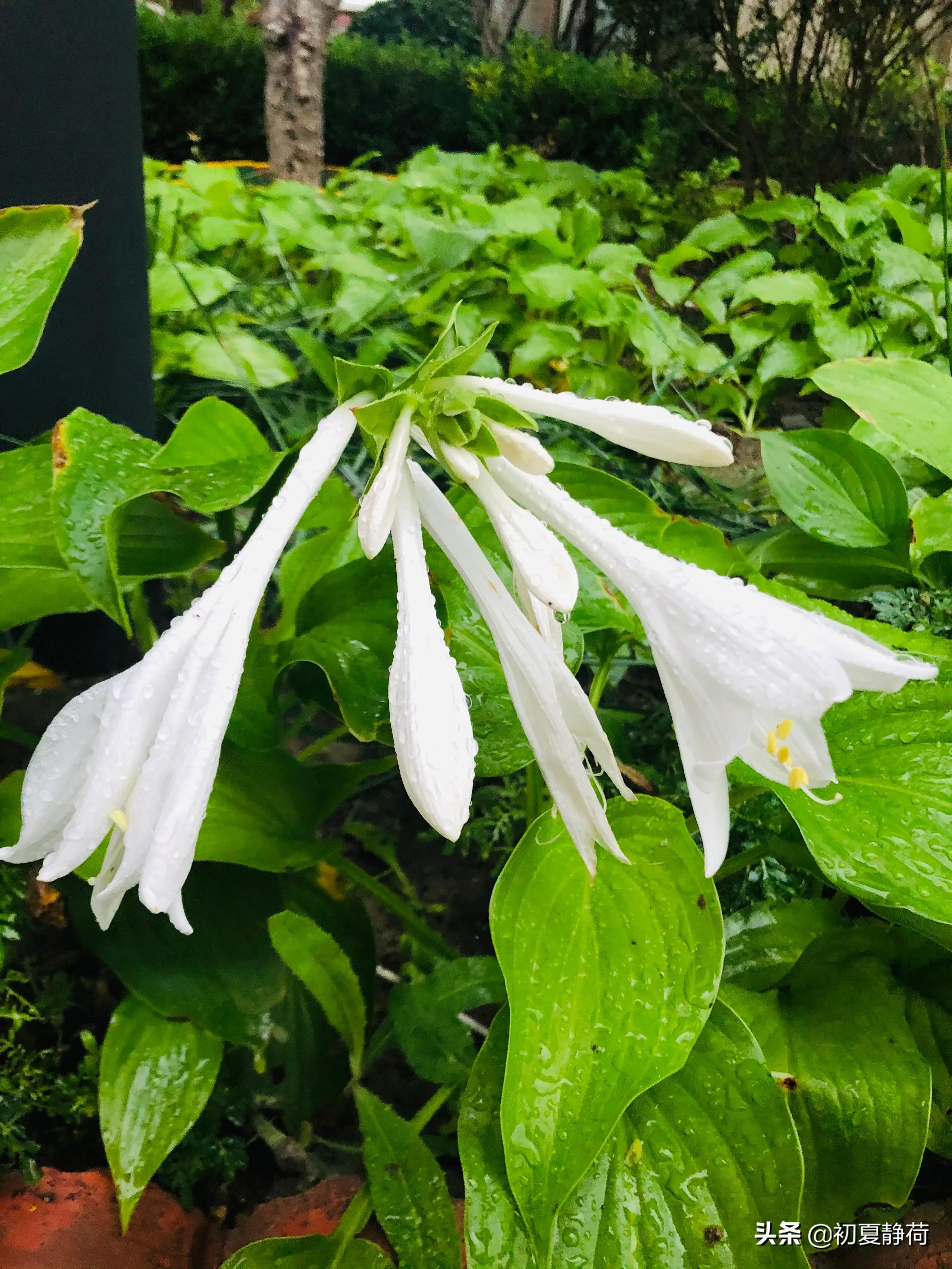 秋雨的深情，都藏在了花中，傍晚随笔