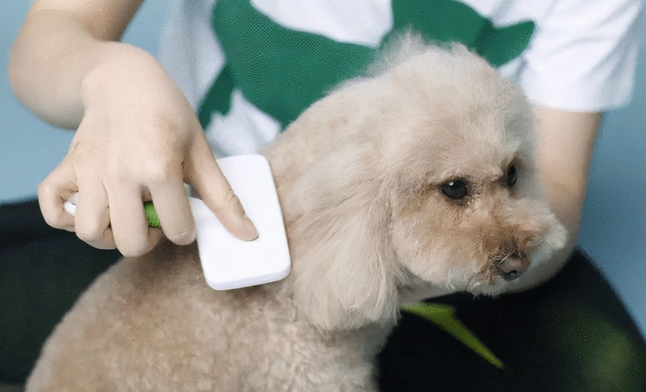 狗毛掉的厉害怎么处理？