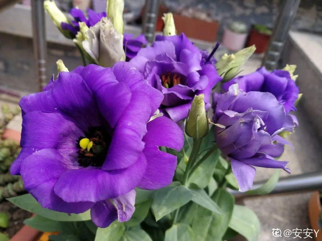 nba为什么浇水（天热了，花需水量太大，一天不浇水，立马死给你看）