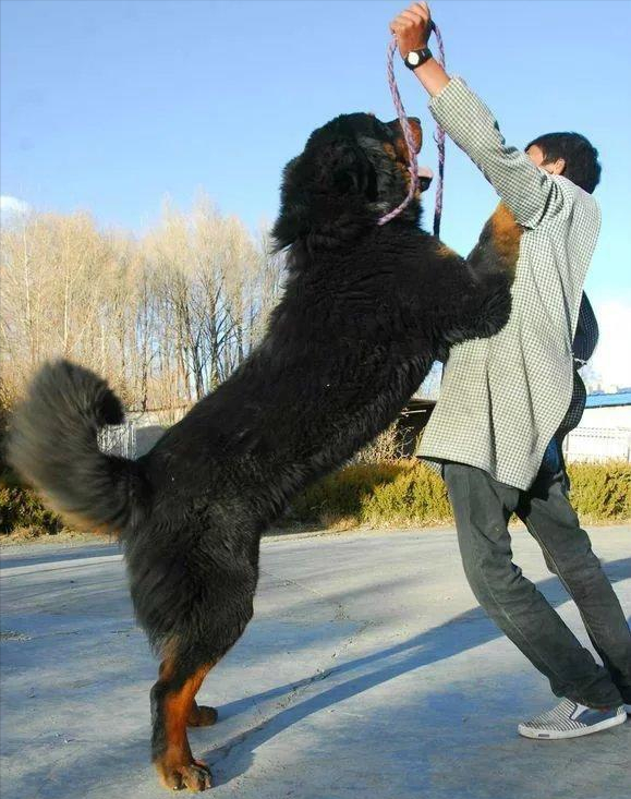 都是超大型犬標準的,中國藏獒擁有威武雄壯的外表,既像獅子又像老虎