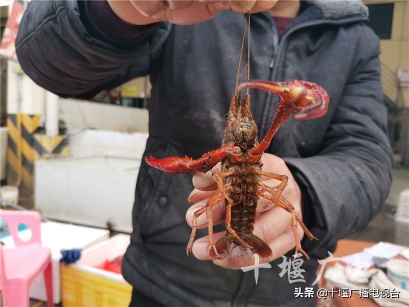 十堰小龙虾价格“大跳水”，吃货们可以放开吃了