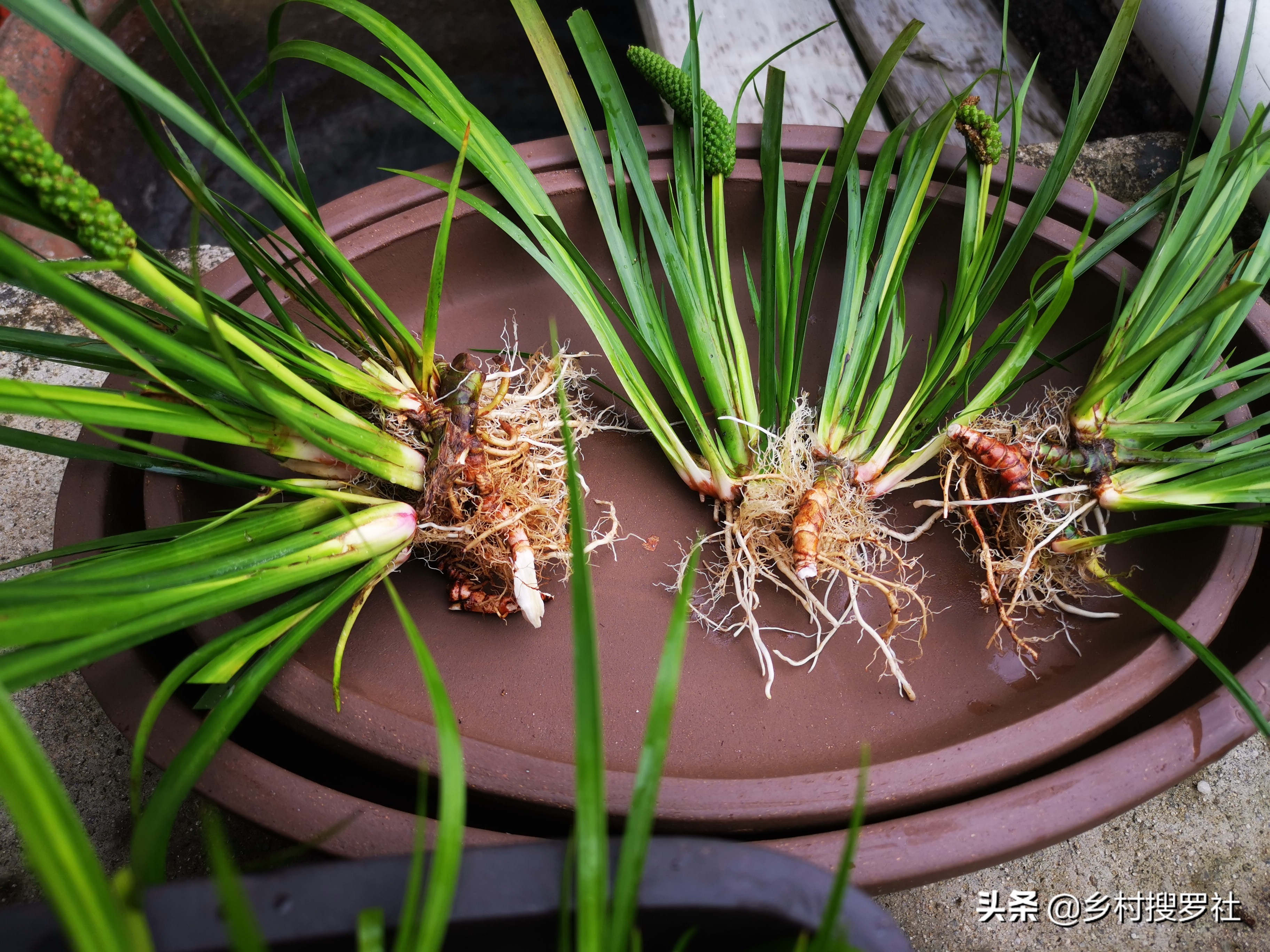 石菖蒲的种植方法,这3种都很简单,上手就能学会