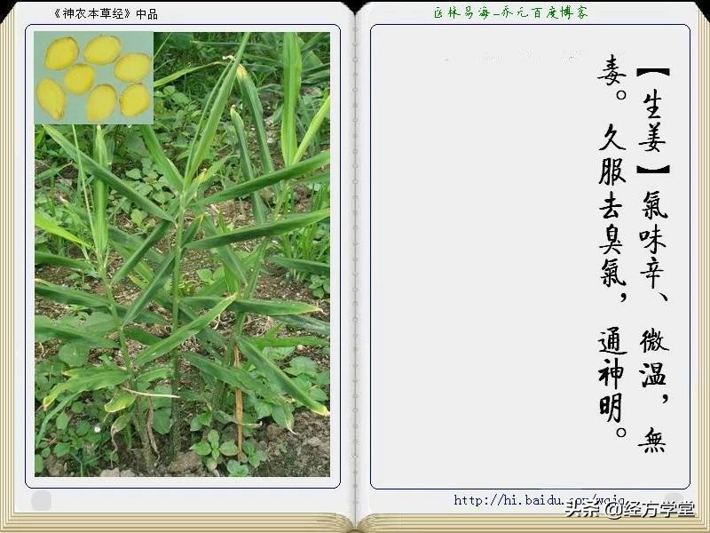 《神农本草经》全册图文解析 建议收藏