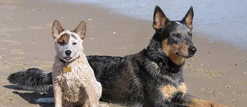 世界犬种智商排名榜前 30 名的聪明狗狗