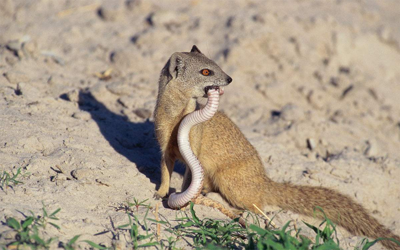 捕蛇只是顺带,玩蛇才是关键,蛇獴的"与蛇共舞"