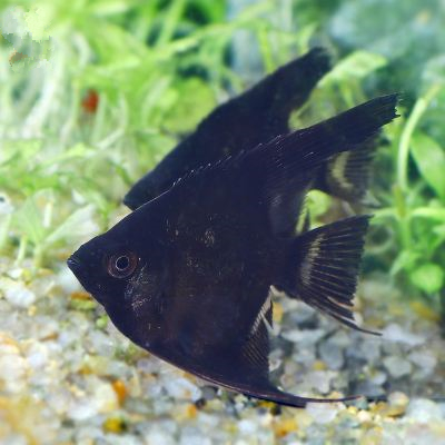 白玉凤凰鱼怎么养详细介绍「干货」 -骁龙网