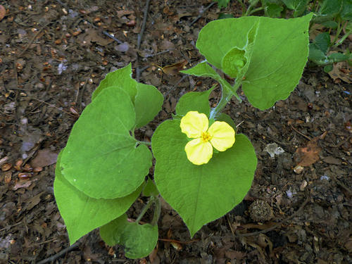 中药马蹄香功效与作用-我的快乐小窝