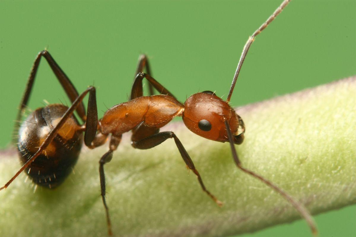 怎么杀蚂蚁（蚂蚁怕什么怎么样才能灭蚂蚁）-第2张图片