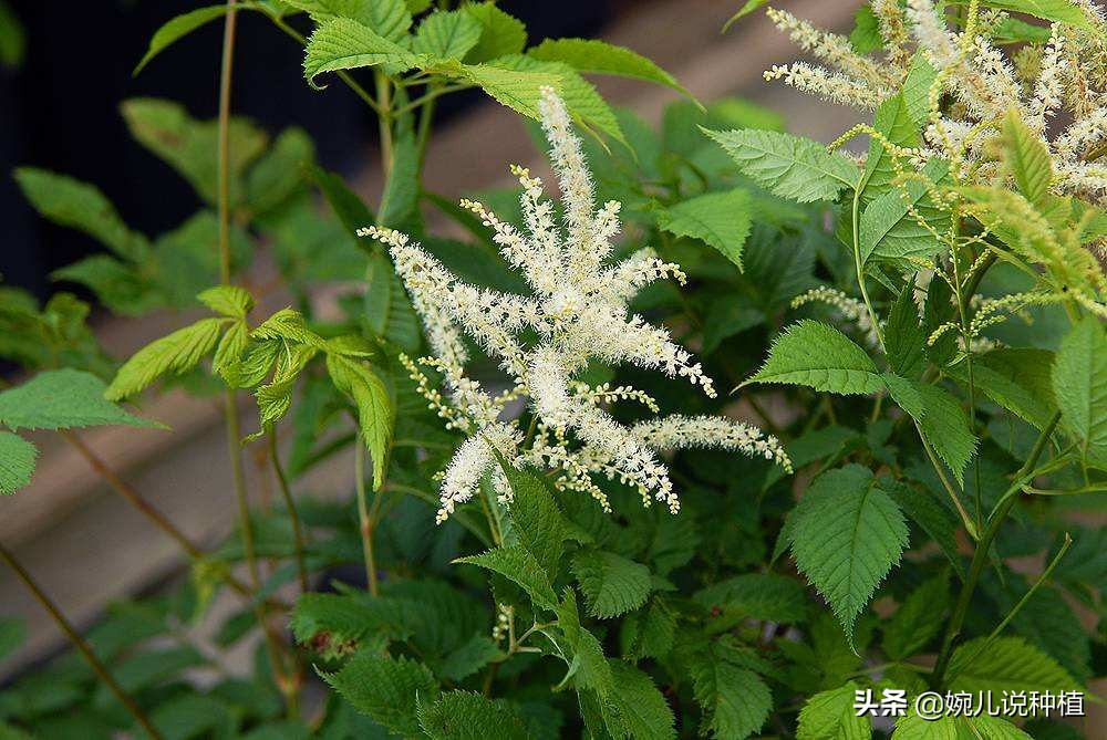 畅谈未来5年，最贵最缺的药材，这几种，2019年市场供不应求！