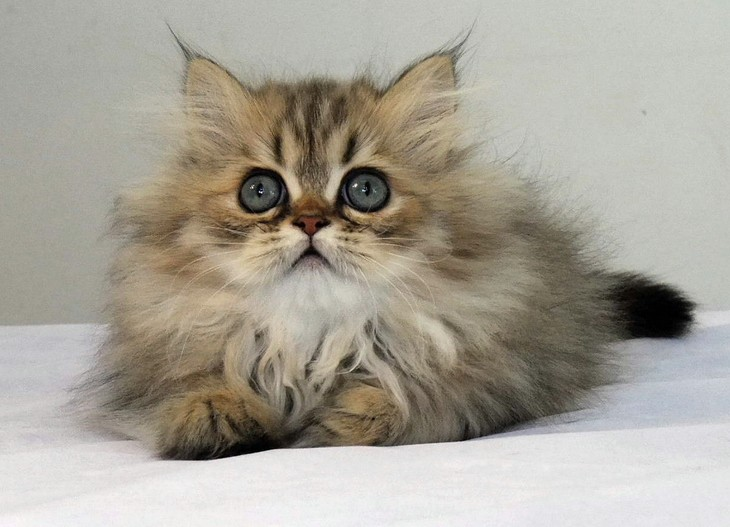 三分钟带你了解完金吉拉猫，你喜欢这只小可爱吗？