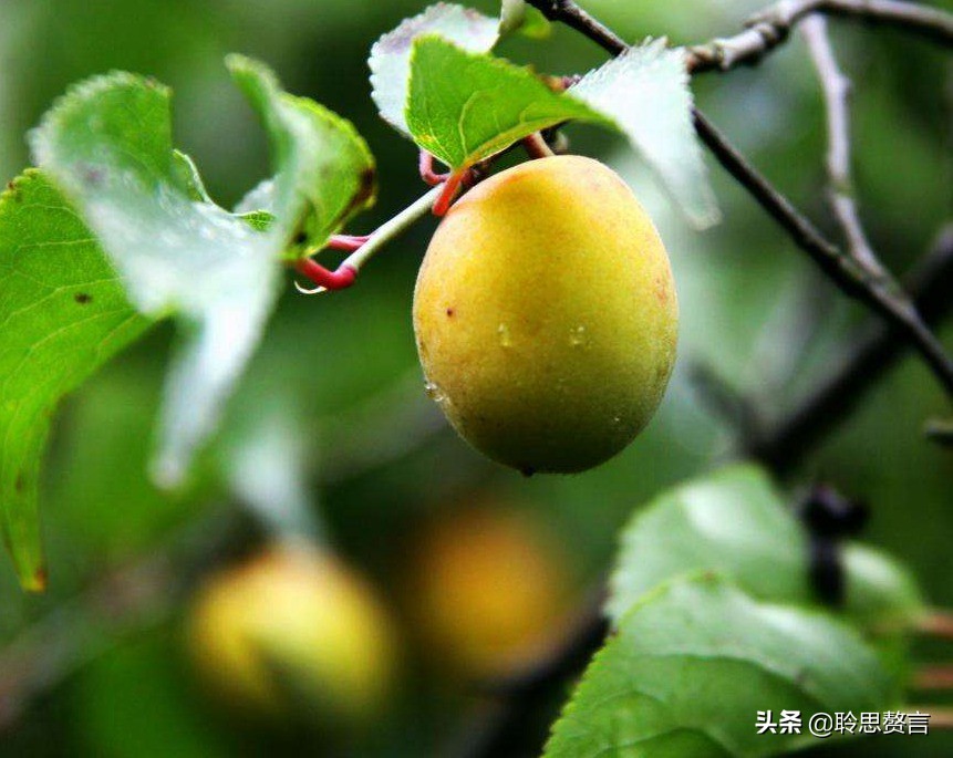 昨夜诗词精选三十四首 昨夜星辰昨夜风，画楼西畔桂堂东