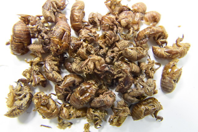 蝉蜕的功效 蝉蜕的功效与作用禁忌-北京百科网