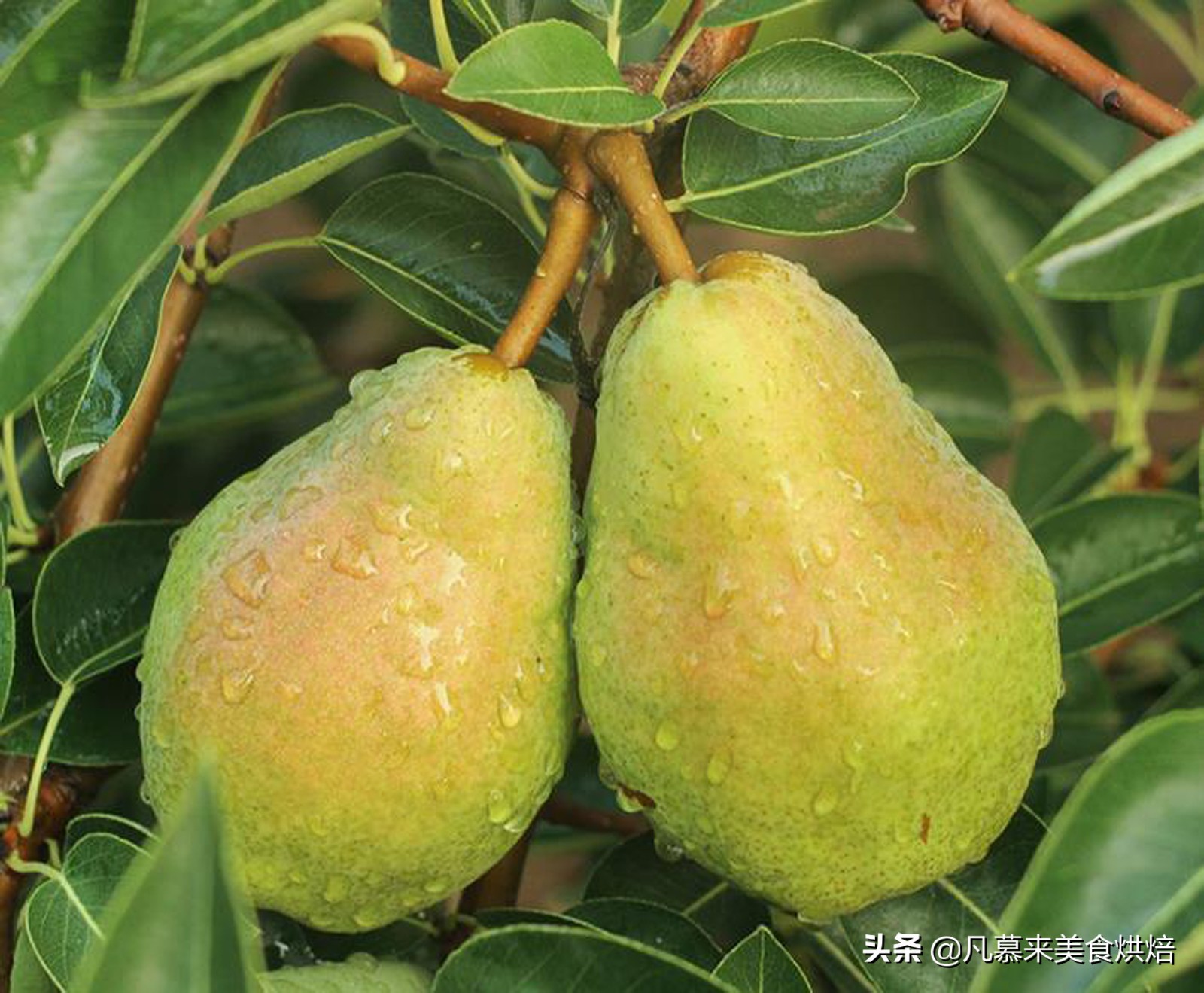 苹果梨图片（盘点全国最好吃的50种梨快收藏）