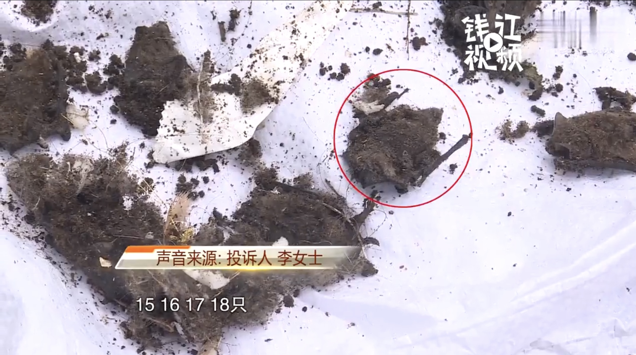 上海一居民空调内竟然挂着6只活蝙蝠，怎么进去的，蝙蝠会咬人吗