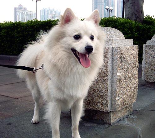 一年银狐犬样子图,三个月银狐犬样子图(第2页)_大山谷图库