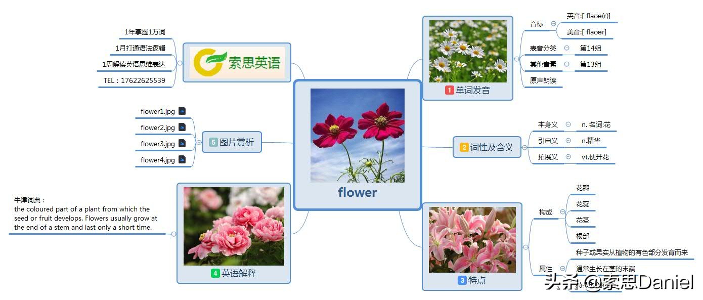 索思英语解码单词（第206个）——flower花