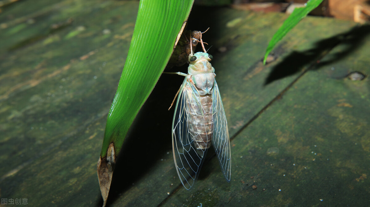 谁在蝉声中禅悟？这声音高不可攀，这声音另有隐情