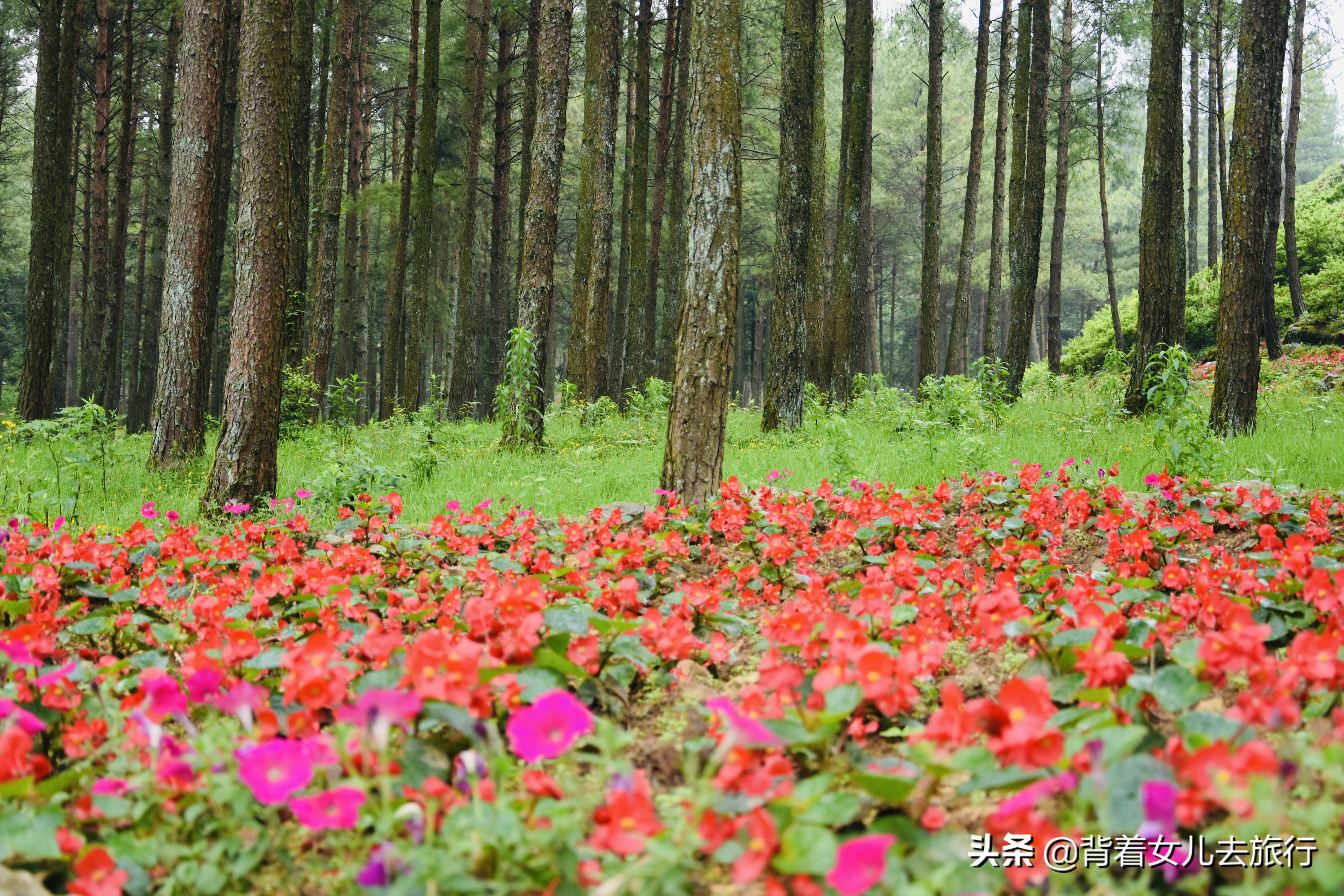 重庆涪陵的大木乡藏着国内唯一的高山花卉主题公园——大木花谷林下