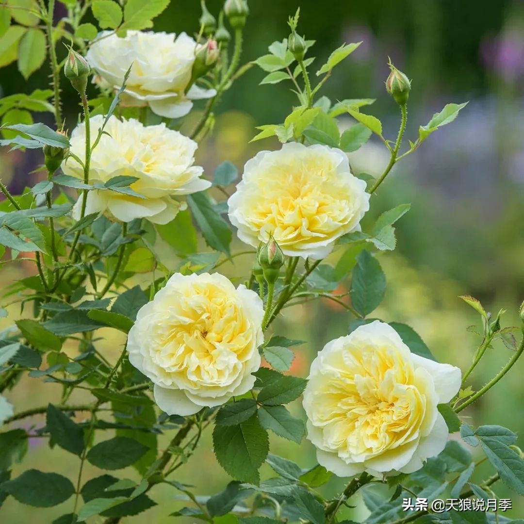 2020世界新品月季大赏，一起来看看都有哪些值得期待的新品种