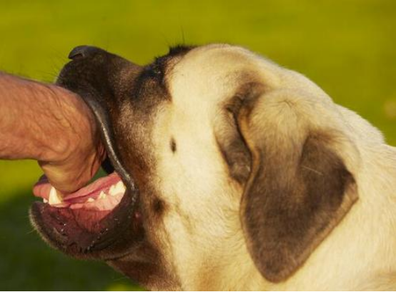 “恨”主人的狗狗，都有这几种表现，希望你家狗没有