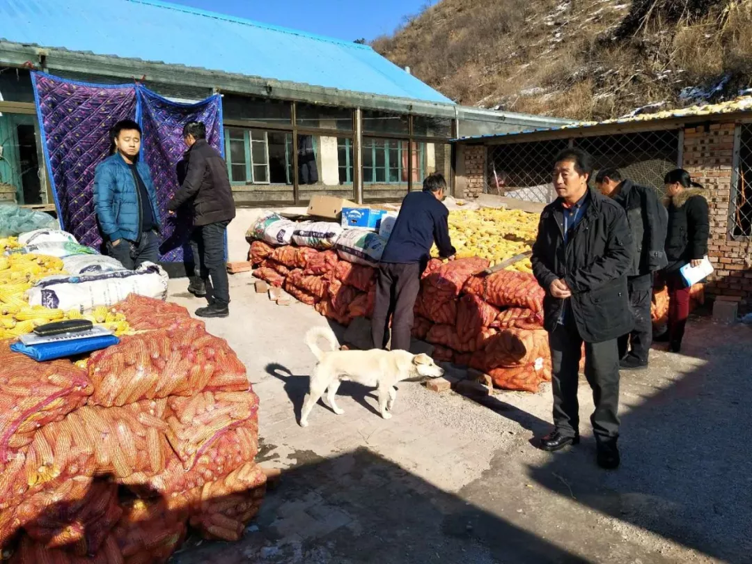 玉米年后到底涨不涨？何时涨？涨多少？附最新玉米价格