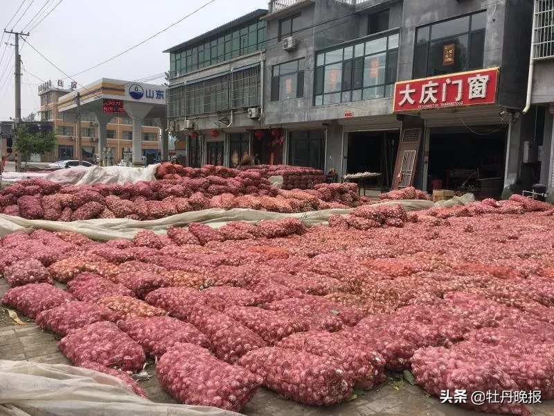 菏泽牡丹区今日蒜价，今日牡丹区天气