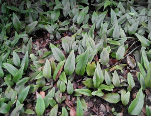 一种"精灵草",专长岩石上,民间拿来泡水喝,野外遇见要珍惜