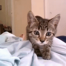 貓咪為啥會揍我？是我做錯了什么嗎？