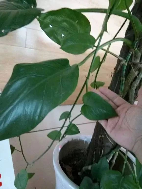 绿萝属于什么科植物（详解绿萝属所属的植物类型）