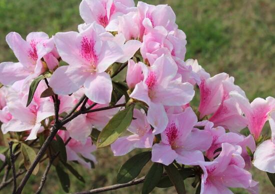 家里养杜鹃花吉祥吗（杜鹃花的寓意和象征）