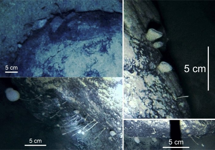 揭秘远古未知不明的神秘生物(科学家沸腾了！在发现古代生命迹象后，南极冰层下又发现不明生物)