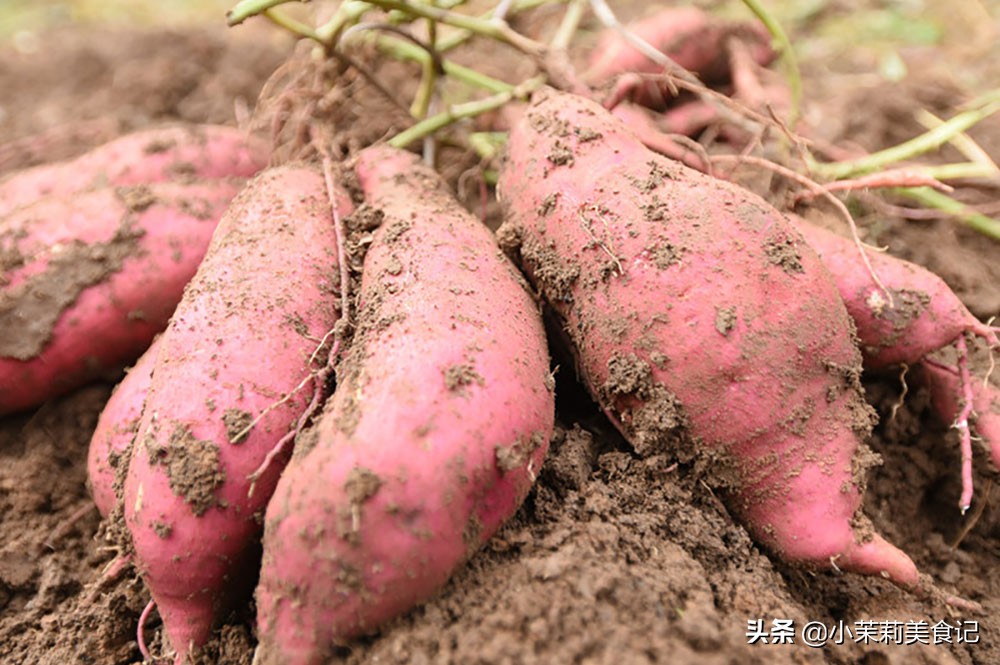 六鳌蜜薯产地（5个比较出名的红薯产地介绍）