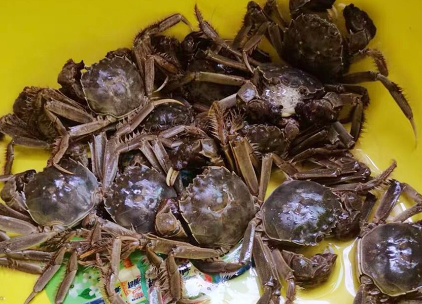 螃蟹如何保存,螃蟹如何保存活得久