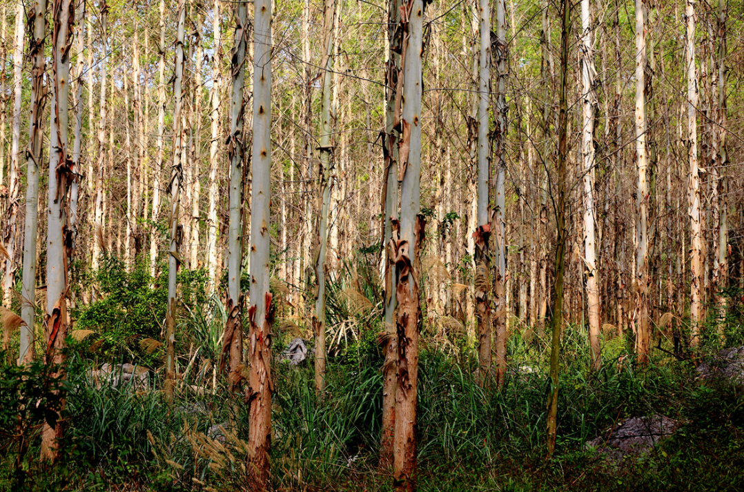 白杨树图片(桉树被叫做)