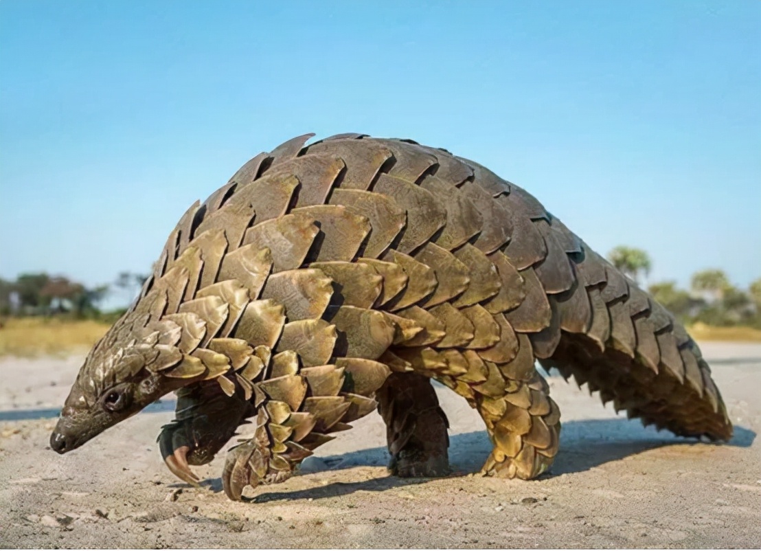 野生穿山甲多少钱一斤(广东查获8吨鳞片) - 价格百科