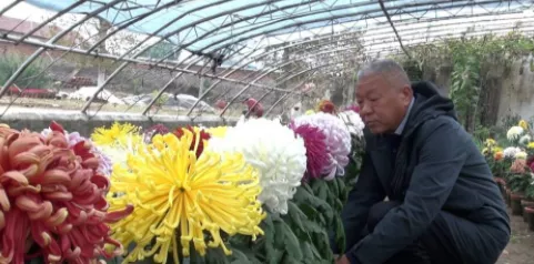 济南卞锁军：37年养40万盆菊花 连续5年获趵突泉金秋菊展“菊王”