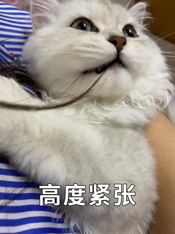 猫咪突然拉肚子了，该怎么办？