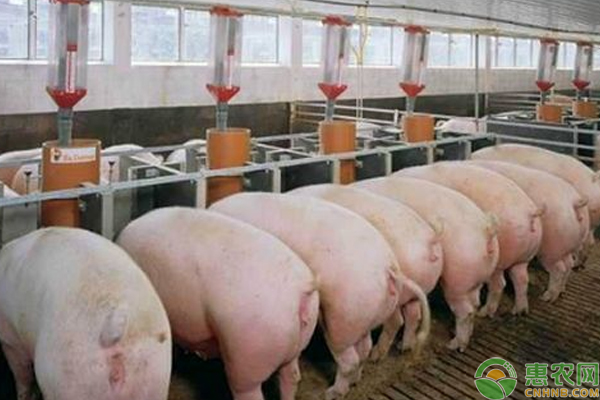 土杂猪价格多少钱一斤？土杂猪价格行情分析